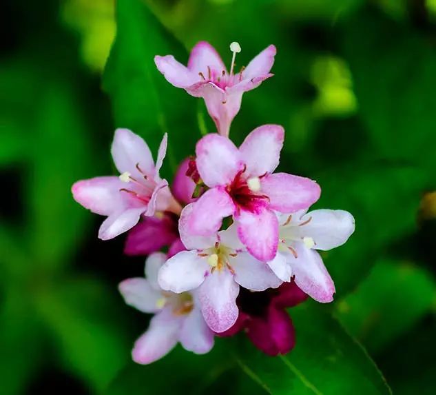 海仙花(海仙花花程式)