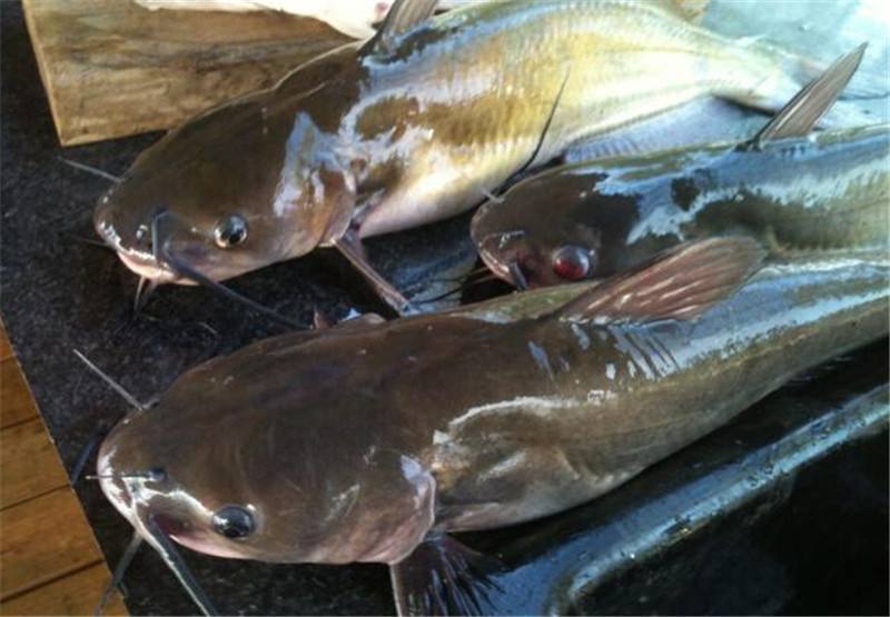 鯰魚是最噁心的魚?大錯特錯!它比鮑魚營養都高,你已錯過太多