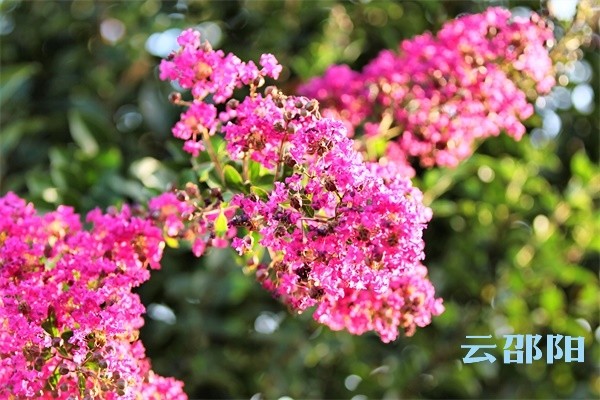 邵阳市花正值花期花团锦簇打造全国唯一5公里紫薇游步道