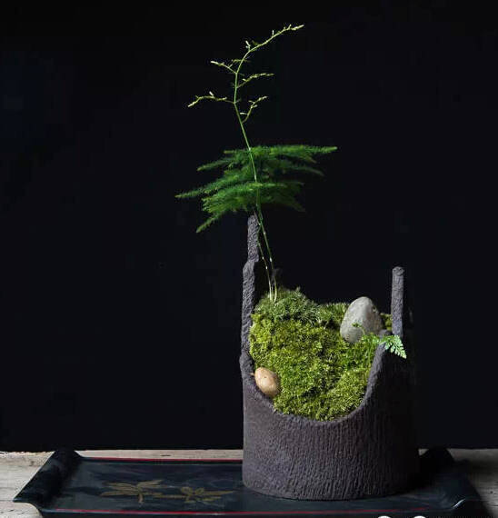 经过精心栽培的苔藓成了一种园林艺术品