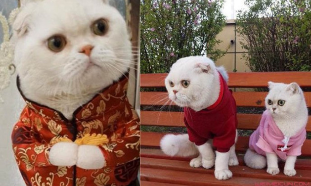 抖音会说话的"刘二豆"疑走丢?背后原因竟因为他?网友:不可原谅