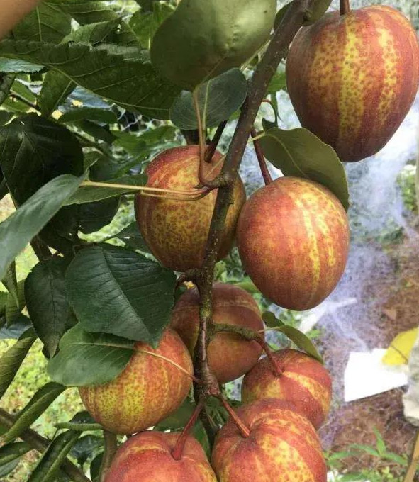 看稀奇!重庆这里成功引进一特色水果等君来尝