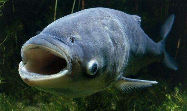 温州5万斤包头鱼下周拍卖起拍价每斤125元