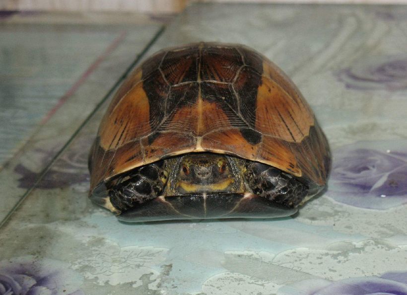 你见过这种龟吗?它的壳上带个"门"可以关起来