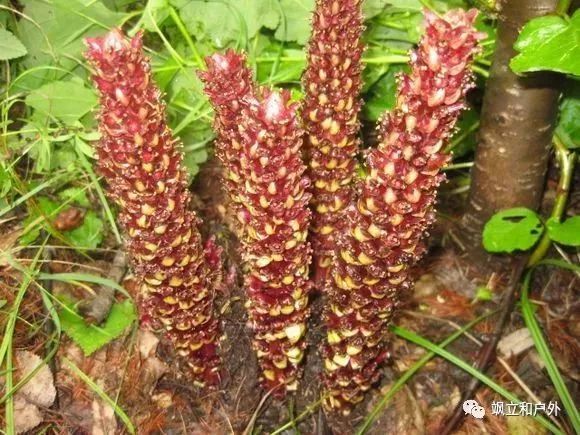 腾讯内容开放平台