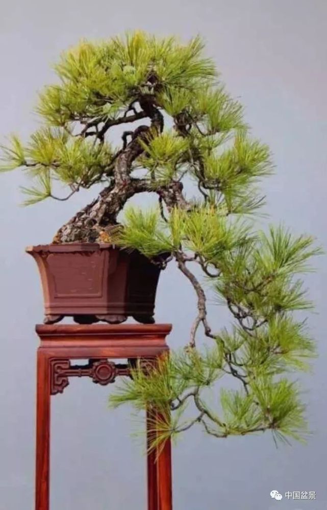 黄山松盆景欣赏与养护