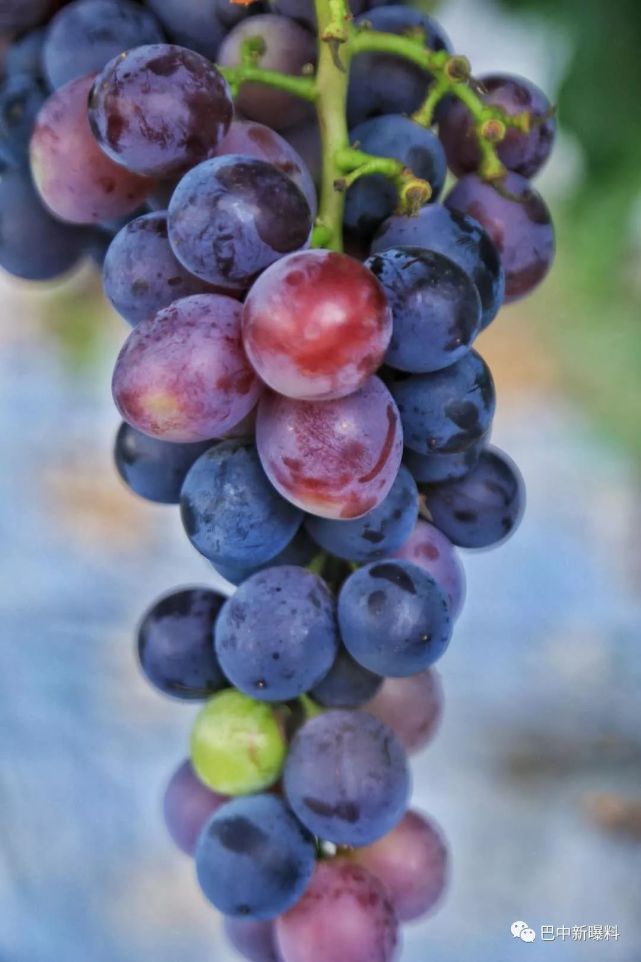 巴中市青木镇花苞村采风诗词 葡萄 采风