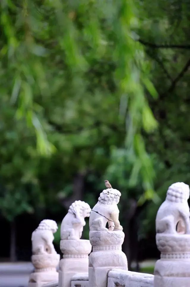 秋雨|夏去秋来，一枕新凉