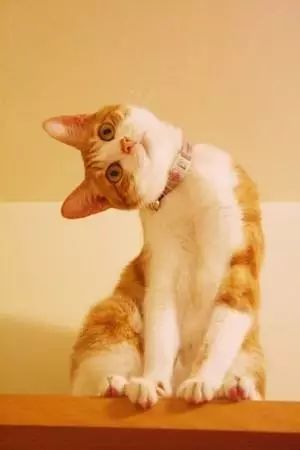 还好猫咪歪头的时候只是表示好奇,要是一边歪头一边要吃的,罐头都给你