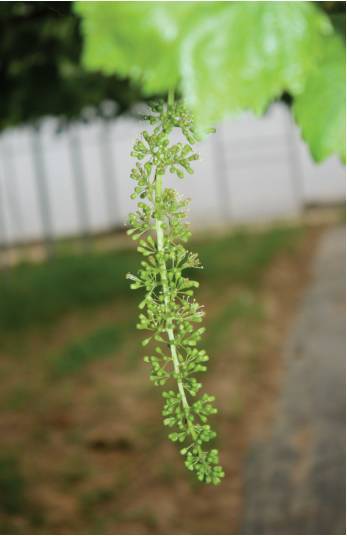 葡萄花芽分化影响因素及促花措施 腾讯新闻