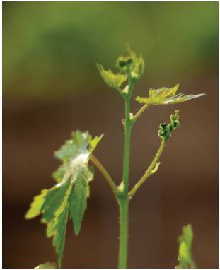葡萄花芽分化影响因素及促花措施 腾讯新闻