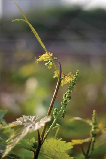 葡萄花芽分化影响因素及促花措施 腾讯新闻