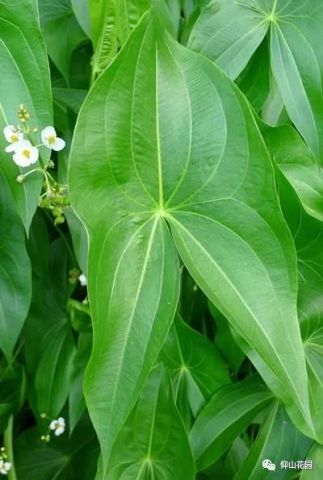 老薛看戏-英雄标配慈姑叶