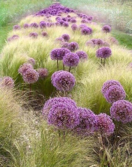 蓝紫色系的花 你知道多少 34种高贵典雅植物欣赏 腾讯新闻