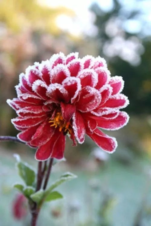 美丽动人雪中花,惊艳世俗的美!_腾讯新闻