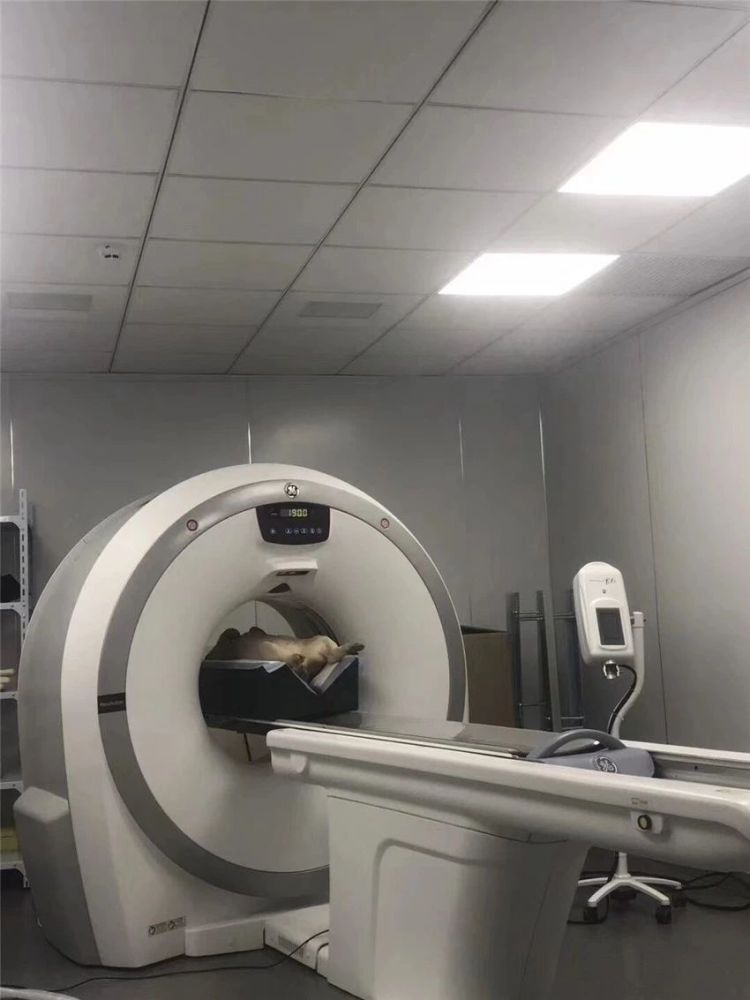 照CT被告知排在前面的是猪,往机器上一看,还真
