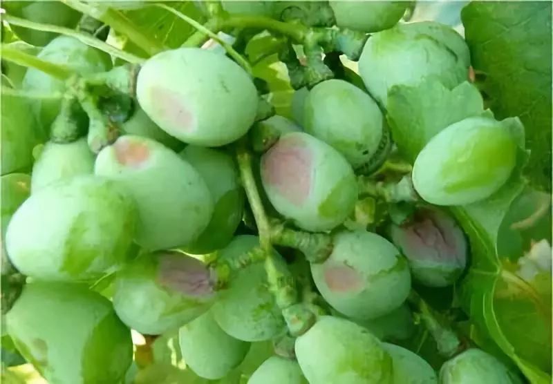 5,福美双4,梨树黑星病:70%水分散粒剂1000-1400毫克/千克,喷雾.