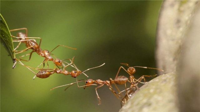 蚂蚁是怎样处理同伴的尸体的?没想到,它们的方