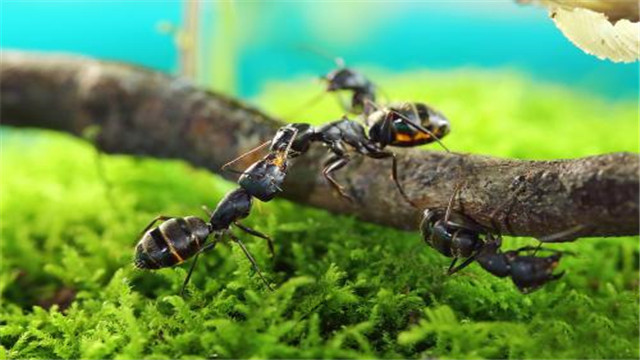蚂蚁是怎样处理同伴的尸体的?没想到,它们的方