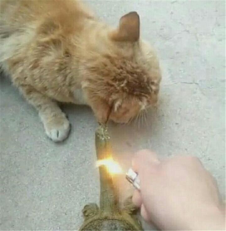 猫被甲鱼咬住耳朵 铲屎官用火烫鳖脖子 竟然不松口