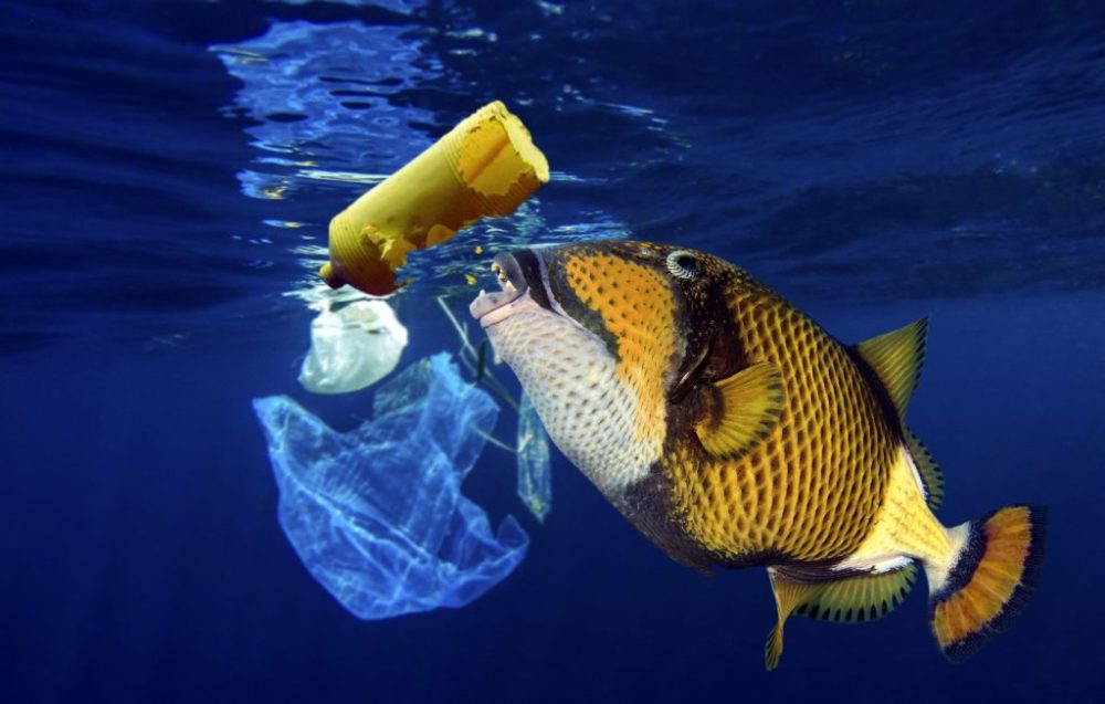一组图告诉你海洋塑料污染有多可怕 看着都觉
