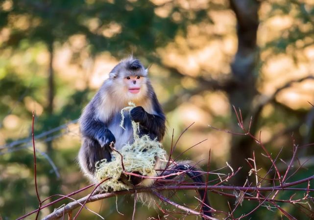 by 图虫 幽州摄伯 在雪山下的松赞林寺许下一个个美好的愿望.