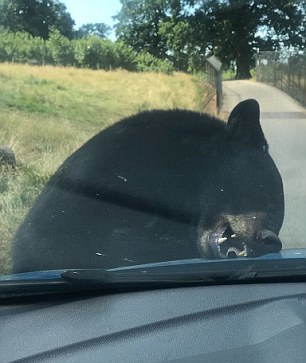 野生动物园黑熊发飙吓懵游客 园方:都怪天太热