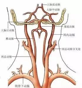 基底动脉分支图图片