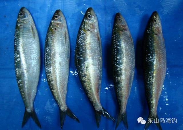 3,鰮仔,青鱗仔(學名:沙丁魚)2,拉山網小巴浪魚1,巴浪魚(學名:藍圓鰺)