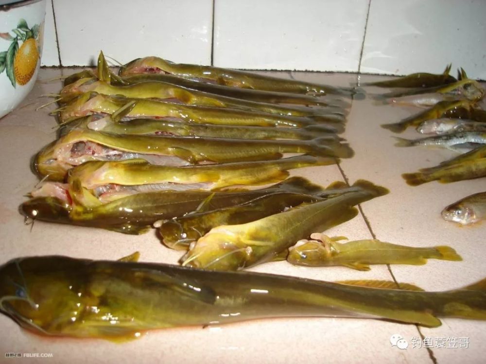夏天到黄鸭叫,钓黄颡鱼的黄金季节已到!附垂钓技巧