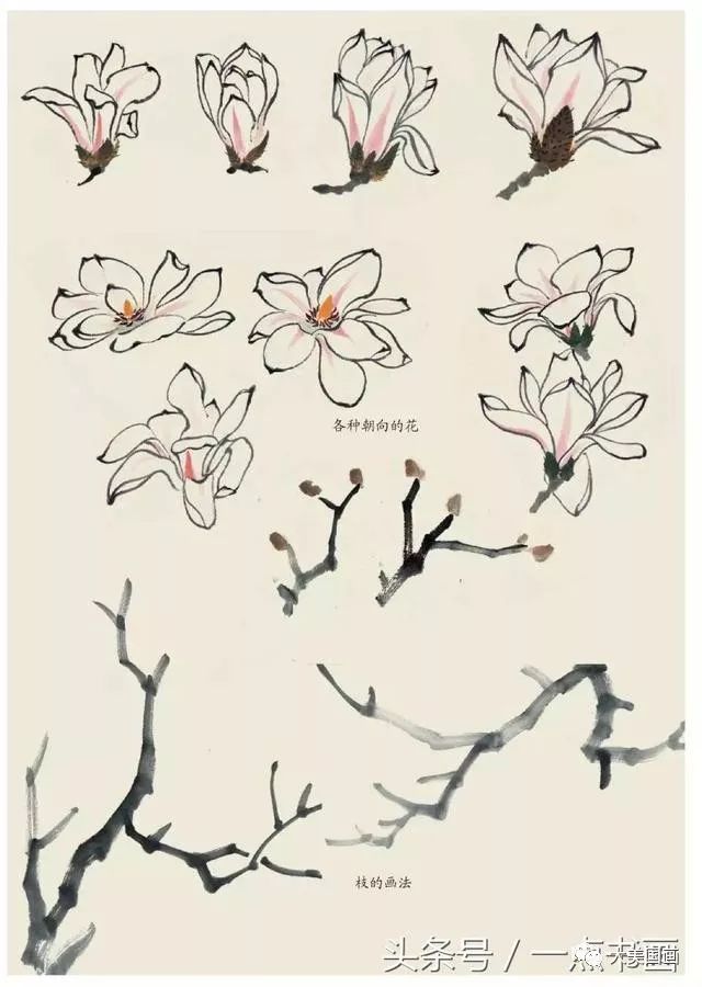 玉兰的写意画法