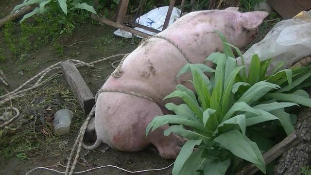 朝阳200斤猪掉进菜窖村民想尽办法最后居然