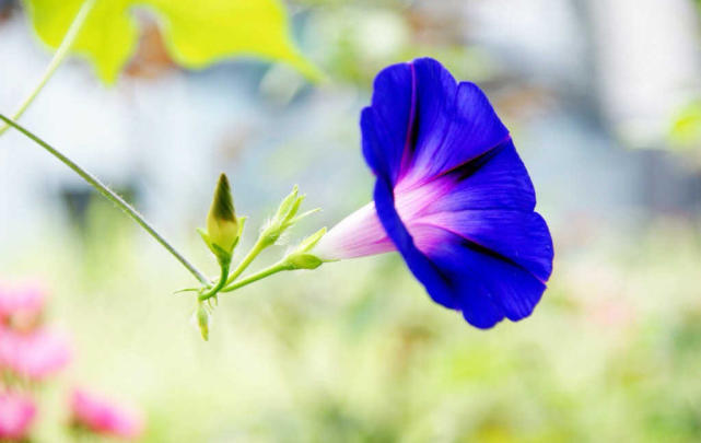 這種花在國外以香水命名,香氣迷人