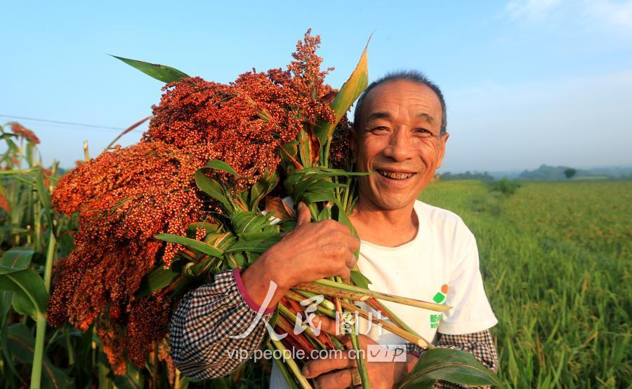 四川泸州:大暑高粱红 农民收割忙