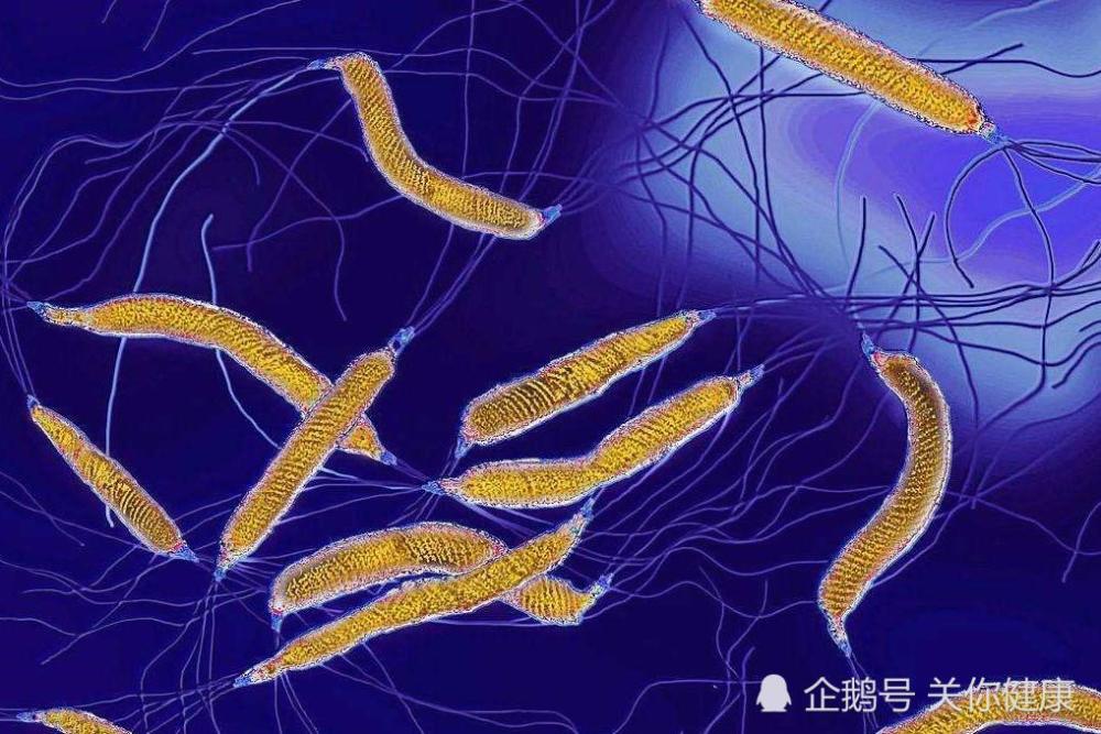 另眼看健康,幽门螺杆菌感染是不需要根治的小