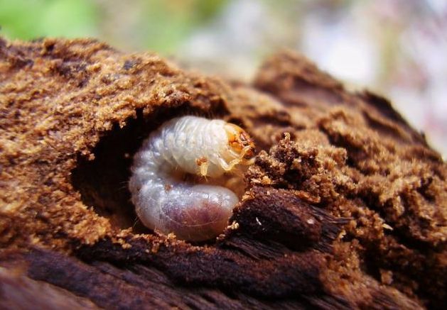 史上最全蔬菜害虫高清图谱,防治方法,全在这里啦,拿走不谢!