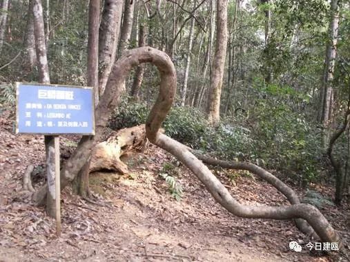 万木林|这本书出版发行，关于建瓯万木林景区的