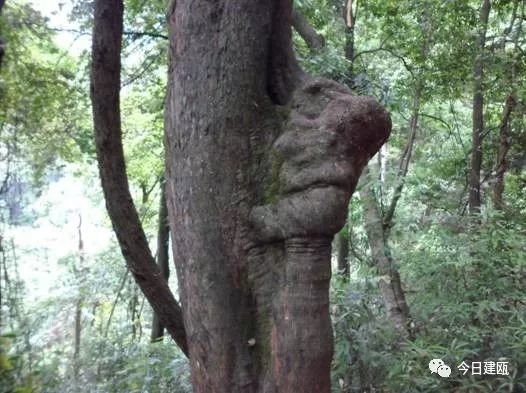 万木林|这本书出版发行，关于建瓯万木林景区的