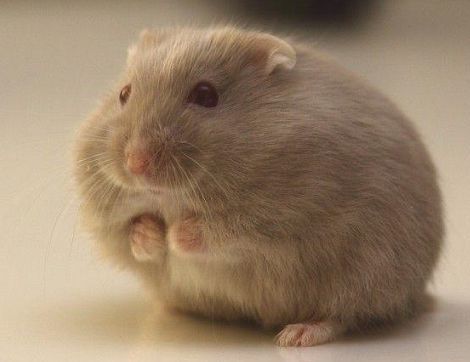 仓鼠肚子越来越大,两个月还不生,网友送到医院