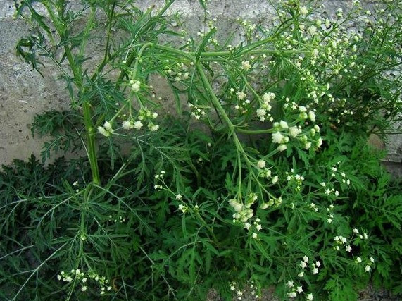 农村这种假艾草,开花像满天星,却含有毒性,千