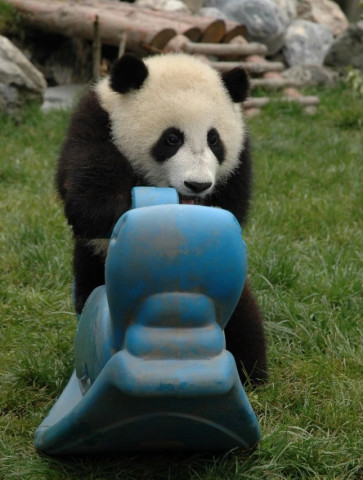 国宝大熊猫胖大海,让你们看看什么是卖萌界的