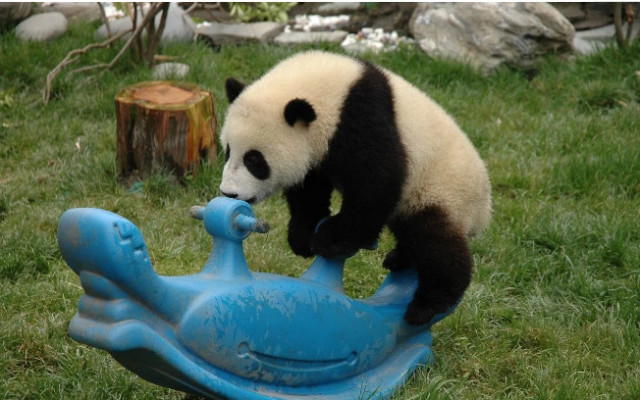 国宝大熊猫胖大海,让你们看看什么是卖萌界的