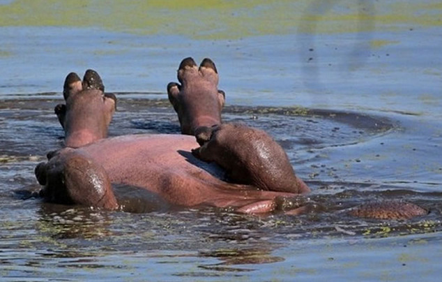 小河马四脚朝天晒太阳,姿势很销魂