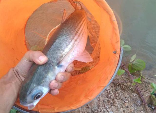 见过两斤多的乌头鱼吗 这鱼真漂亮 不知道能不能卖个好价钱