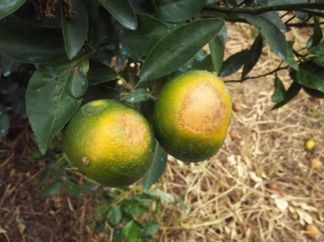 茂谷柑太阳果