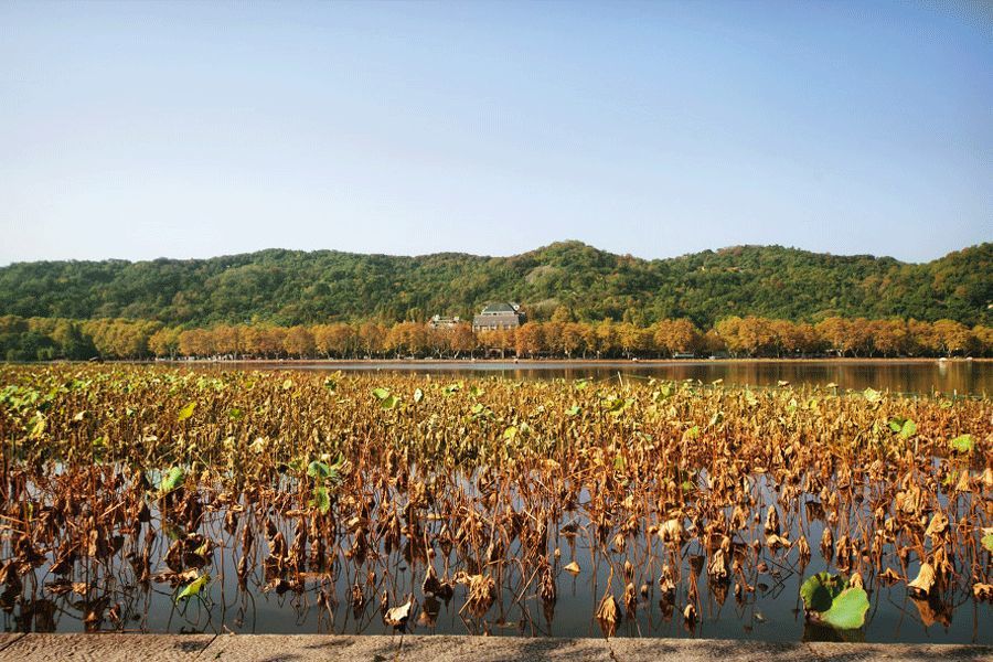 清风|八月，风吹叶落惊秋来