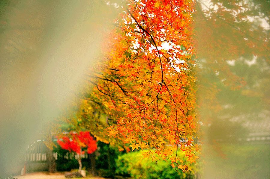 清风|八月，风吹叶落惊秋来