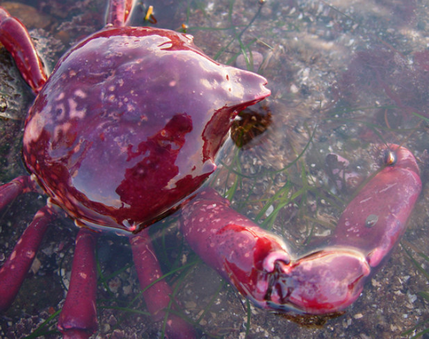 腾讯内容开放平台