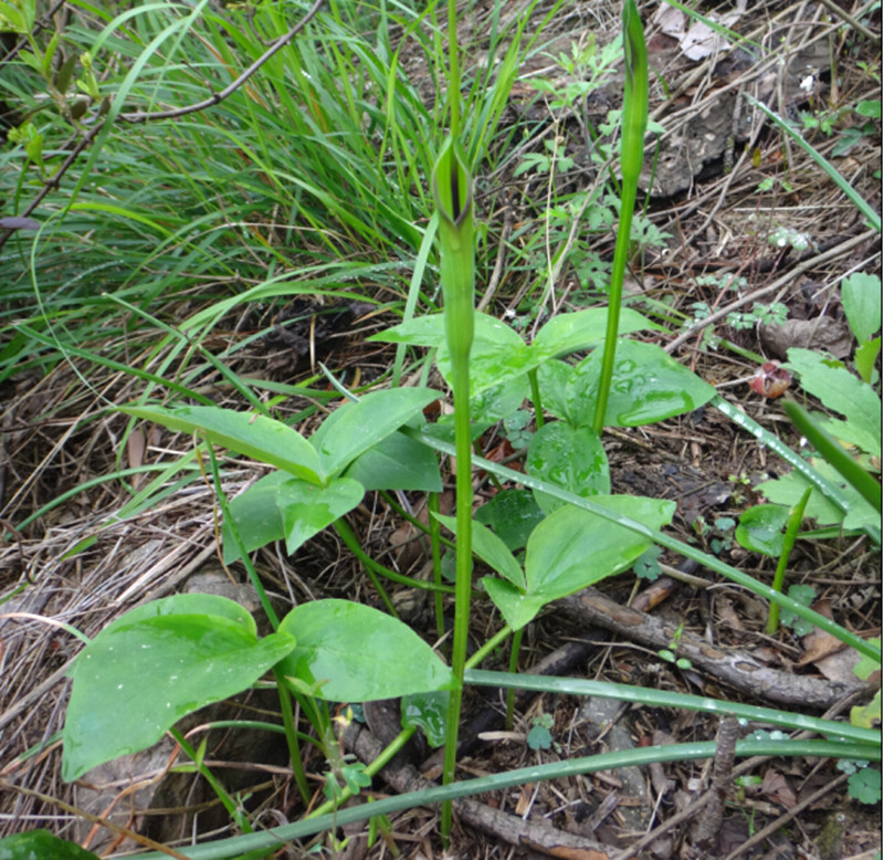 农村庄稼地里一种野草"三步跳",常见但很珍贵,稀罕货价值大,网友:1斤