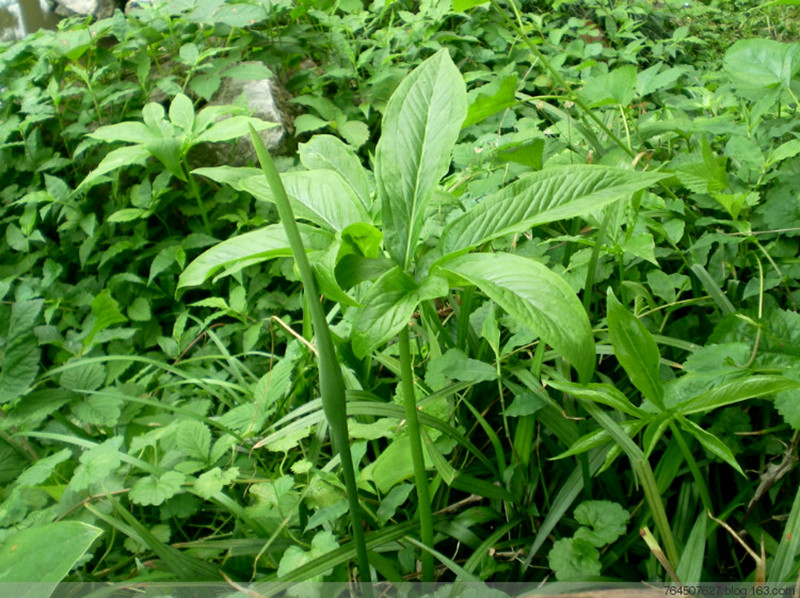 农村庄稼地里一种野草"三步跳",常见但很珍贵,稀罕货价值大,网友:1斤